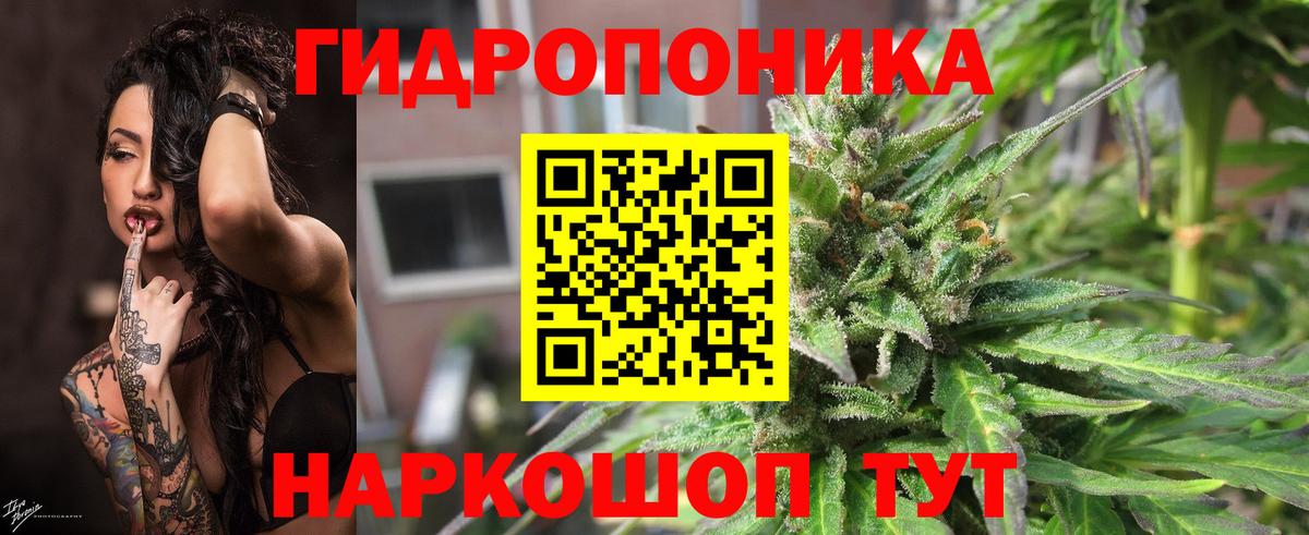 Каннабис сатива Луга
